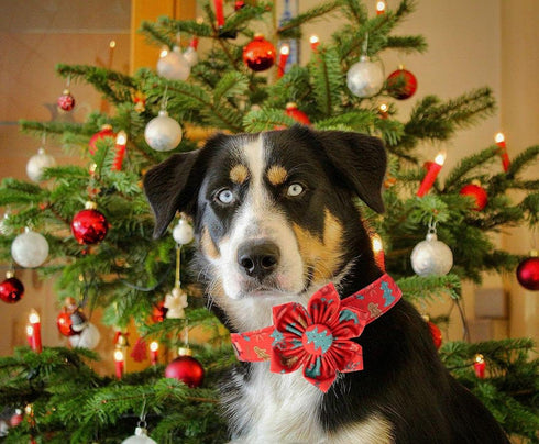 Elegant little tail Christmas Dog Collar, Female or Male Dog Collar Flower, Pet Collar Adjustable Dog Collars with Flower for Small Medium Large Dogs(XS)