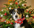 Elegant little tail Christmas Dog Collar, Female or Male Dog Collar Flower, Pet Collar Adjustable Dog Collars with Flower for Small Medium Large Dogs(XS)