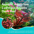 Summer 3 Pack Live Aquarium Ludwigia Repens Plants-Great Background for Fish Long Lasting & Easy to Maintain Suitable