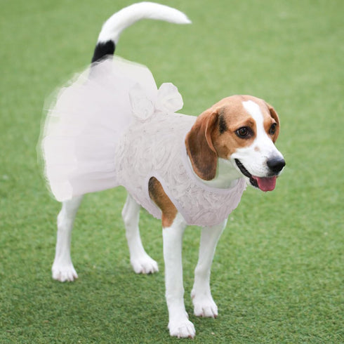 Kuoser Dog Dress, Adorable Pet Wedding Dresses for Small Medium Girl Dogs, White Princess Outfits with Lace Pearl Bow