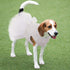 Kuoser Dog Dress, Adorable Pet Wedding Dresses for Small Medium Girl Dogs, White Princess Outfits with Lace Pearl Bow