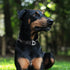 Martingale Dog Collar with Reflective Nylon, Soft Cushion and Alloy Buckle for Small, Medium, and Large Dogs (Small,