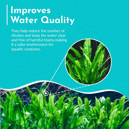 Java Fern Windelov - Live Aquarium Plants for Modern Aquariums, Easy Care for Beginners, Microsorum Pteropus Bare Root