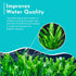 Java Fern Windelov - Live Aquarium Plants for Modern Aquariums, Easy Care for Beginners, Microsorum Pteropus Bare Root