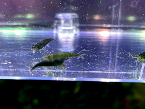 (10 (+2)), Green Jade Shrimps Live Freshwater Shrimp Aquarium Neocaridina Inverts RCS Shrimps Clear,Blue,Green,Random