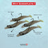 1/8 oz, 2.5" 4 Count Shrimplets | TPE Pre-Rigged with UV Glow | Small Shrimp for Under a Popping Cork | Redfish, Snook