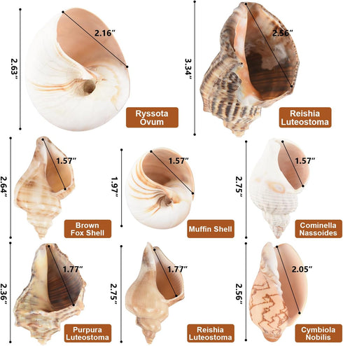 11PCS Hermit Crab Shells, Natural Sea Conch Size 1.5"-3.5" for Small to Medium Crabs