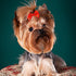 PET SHOW 300pcs Small Dog Hair Bows with Rubber Bands, Bulk Bowknot for Grooming