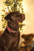 Lionheart glory Christmas Plaid Dog Collar Adjustable Soft Dog Collar with Bowtie, Pet Gift Dog Collars Bow for Small Medium Large Dogs