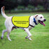 Nervous Rescue Dog Jacket Vest, Dog Walking Slogan Warning Vest, Medium