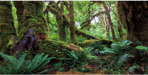 AWERT 72x18 inches Tropical Forest Terrarium Background, Durable Polyester for Reptile Habitat