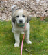 12oz Hartz Powdered Puppy Milk Replacer