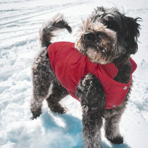 ASENKU Dog Winter Coat - Waterproof Windproof Dog Jacket, Warm Pet Vest for Cold Weather (L, Red)