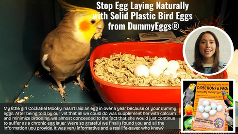 7 Dummy DummyEggs Cockatiel Bird Eggs Stop Brooding Laying! Tricks Your Bird Everytime! Solid Plastic Fake Eggs Quaker