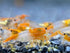 Las Vegas Exotic Fish 20 Mixed Color Neocaridina Shrimp - Live Freshwater Aquarium Inverts