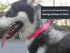 Waterproof Dog Collars, Rubber Anti-Odor, Durable Adjustable Collars for Small, Medium, Large Dogs, Easy Clean with
