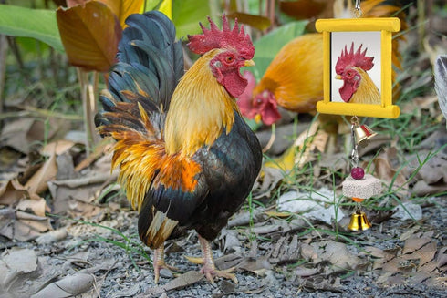 Vehomy 2Pcs Chicken Mirror Toys for Hens Hanging Swing Mirror Toys with Bells and Beak Grinding Molar Stones