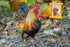 Vehomy 2Pcs Chicken Mirror Toys for Hens Hanging Swing Mirror Toys with Bells and Beak Grinding Molar Stones