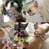 Beirui Cute Girl Dog Collars for Small Medium Large Dogs, Floral Patterns for Wedding Holiday, Neck 12-18", Green-3