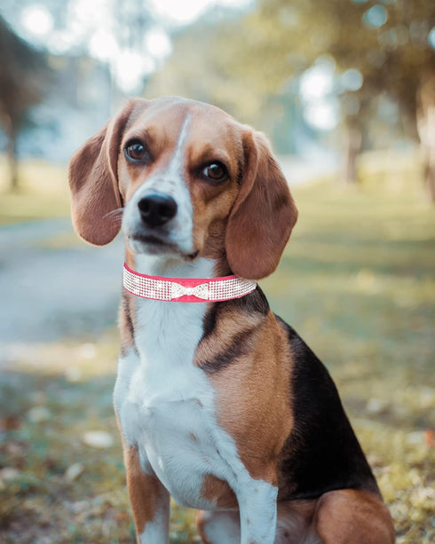 Bling Dog Collar for Small Medium Large Dogs, Crown Rhinestone Collars for Girl and Boy Dogs, Adjustable Leather Suede
