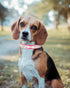 Bling Dog Collar for Small Medium Large Dogs, Crown Rhinestone Collars for Girl and Boy Dogs, Adjustable Leather Suede