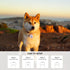 Taghelp 2-Pack 1.2") -Smart QR Code Pet ID Tag for Dogs - Instant GPS Location Alert via Email, No App/Subscription