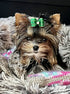 20Pcs/10pairs Small Dog Hair Bows with Rubber Bands, Rhinestone Puppy Hair Bows for Small Medium Pets (Purple Pink Blue)