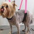 3PCS Set Dog Grooming Belly Strap - Grooming Restraint Adjustable Belly Band Loops Strap with Padded Support & Loop