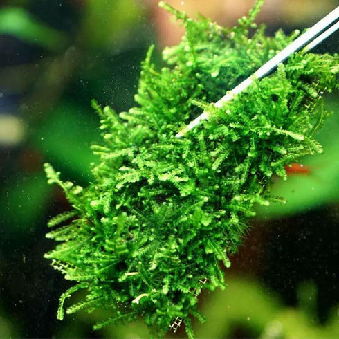 24 Pieces 3.1X3.1in Aquarium Moss Mesh, 304 Stainless Steel Aquatic Moss Wall for DIY Filtration and Aquascaping