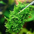 24 Pieces 3.1X3.1in Aquarium Moss Mesh, 304 Stainless Steel Aquatic Moss Wall for DIY Filtration and Aquascaping