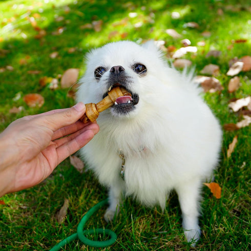 MON2SUN 2.5 Inch 60 Count Dog Rawhide Knot Bones Small Rawhide Bones Mini Chews Chicken Flavour for Puppy and Small