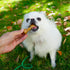 MON2SUN 2.5 Inch 60 Count Dog Rawhide Knot Bones Small Rawhide Bones Mini Chews Chicken Flavour for Puppy and Small
