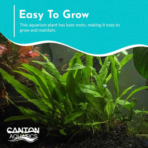 Java Fern Windelov - Live Aquarium Plants for Modern Aquariums, Easy Care for Beginners, Microsorum Pteropus Bare Root
