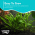 Java Fern Windelov - Live Aquarium Plants for Modern Aquariums, Easy Care for Beginners, Microsorum Pteropus Bare Root