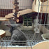 4 13.49.8x0.4'' Chinchilla Hamiledyi Piece Rabbit Feet Pad Hole Leak Water Design for Plastic Bunny Feet Pad Playpen