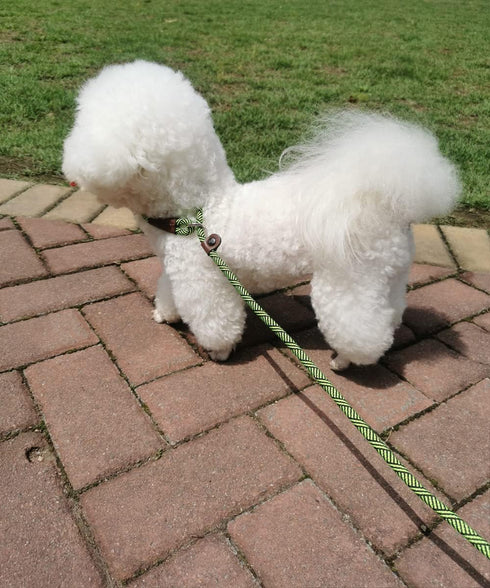 Slip Lead Dog Leash, 1/4" x 5ft No Pull Slip-on Training Leash for Small and Medium Dogs (Green)