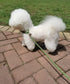 Slip Lead Dog Leash, 1/4" x 5ft No Pull Slip-on Training Leash for Small and Medium Dogs (Green)