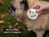 3-in-1 Paw Ointment Holistic Natural Derived Herbal for Dogs, Cats, Horses: Conditioning & Moisturizing for Paws - 1 oz