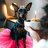 2 Pcs Dog Crown Headband and Tutu Dress Set, Crystal Rhinestone Dog Tiara Crown Tutu Skirt for Puppy Party