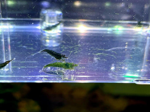(10 (+2)), Green Jade Shrimps Live Freshwater Shrimp Aquarium Neocaridina Inverts RCS Shrimps Clear,Blue,Green,Random