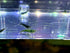 (10 (+2)), Green Jade Shrimps Live Freshwater Shrimp Aquarium Neocaridina Inverts RCS Shrimps Clear,Blue,Green,Random