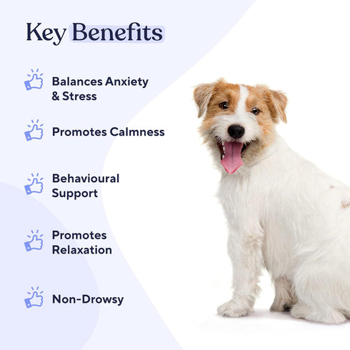 Pawfy Dogs Calming Soft Chews for Anxiety, Separation, Stress Relief, Travel, Behavioral Training, with L-Tryptophan