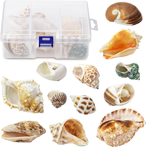 Hermit Crab Shell - Opening Size 0.6"-2", Medium to Large Growth Turbo Seashells for Aquarium Décor, Nautical