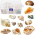 Hermit Crab Shell - Opening Size 0.6"-2", Medium to Large Growth Turbo Seashells for Aquarium Décor, Nautical
