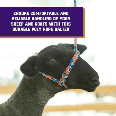 Weaver Livestock Poly Rope Sheep Halter, Modern Braid Sheep and Goat Rope Halter, Adjustable Lamb Lead