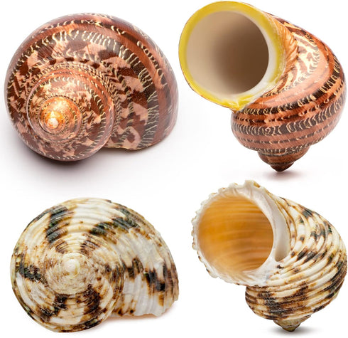 VOBRAMY Natural Hermit Crab Shells 4PCS (2 Types) | Opening Size Approximately 1",