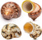 VOBRAMY Natural Hermit Crab Shells 4PCS (2 Types) | Opening Size Approximately 1",