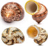 VOBRAMY Natural Hermit Crab Shells 4PCS (2 Types) | Opening Size Approximately 1",