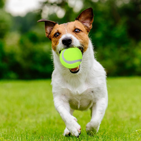 50 Packs Dog Mini Tennis Balls, Training Pet Tennis Toys Yellow Ball for Large Medium Small Dogs