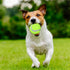50 Packs Dog Mini Tennis Balls, Training Pet Tennis Toys Yellow Ball for Large Medium Small Dogs